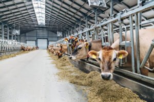 Cattle Feed Manufacturer in Amritsar
