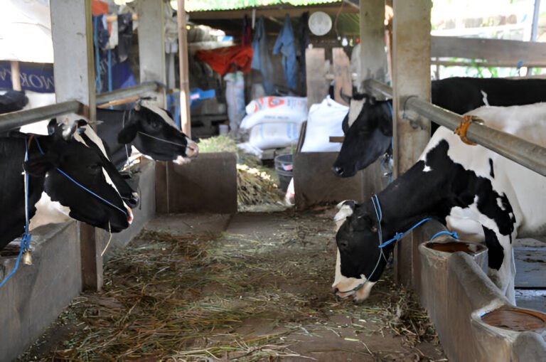 Binola Khal Manufacturer in Amritsar