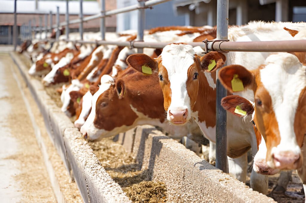 Cattle Feed Manufacturer in Punjab