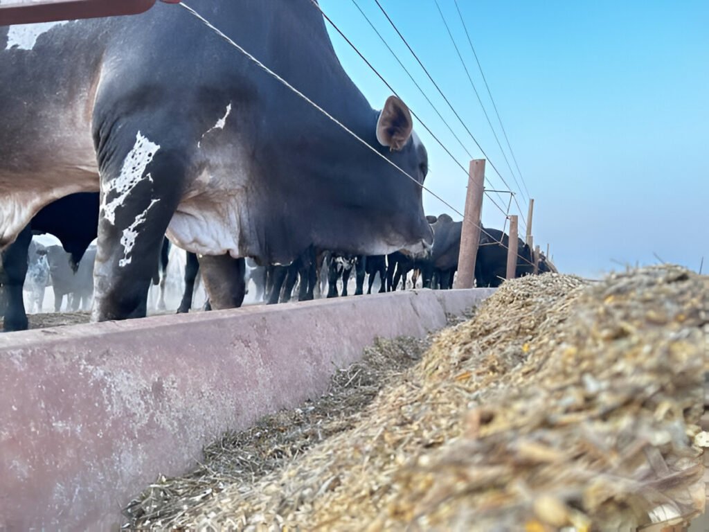 Cattle Feed Manufacturer in Punjab