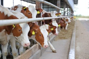 Cattle Feed Manufacturer in India