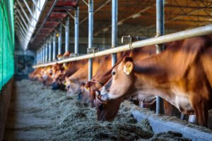 Cattle Feed 8000 Manufacturer in Punjab