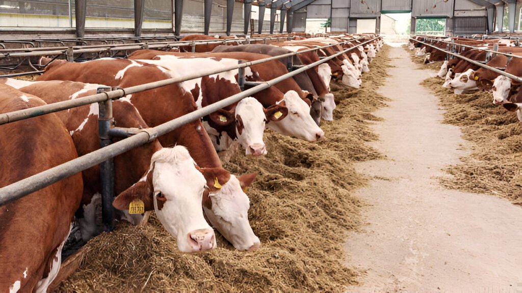 Cattle Feed 8000 Manufacturer in Punjab