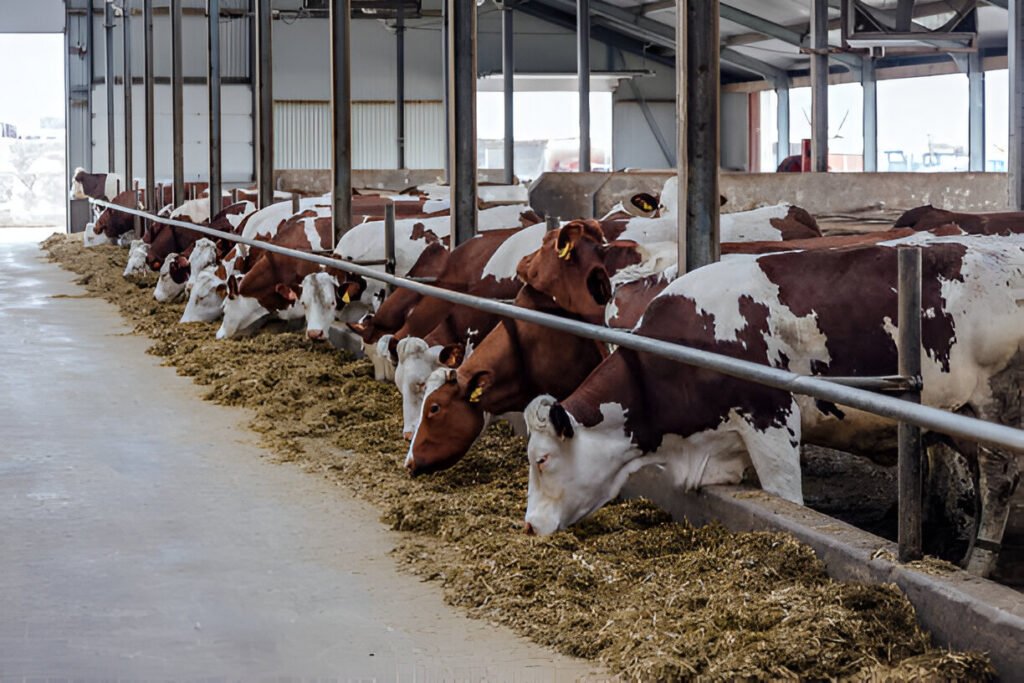 Cattle Feed Manufacturer in India