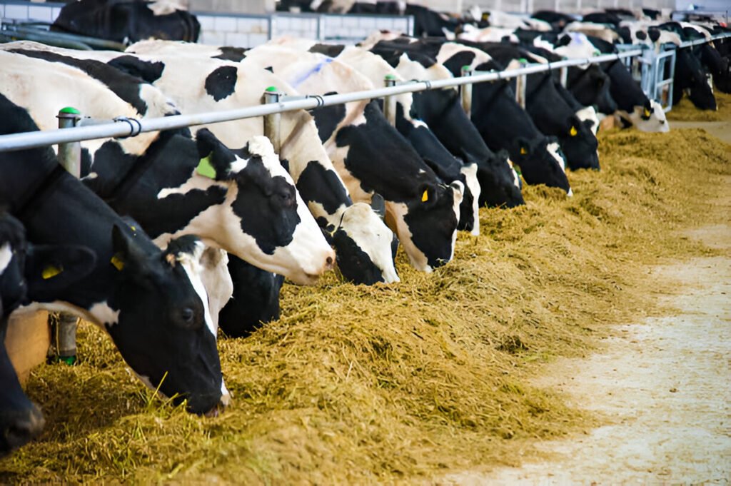 Cattle Feed 8000 Manufacturer in Punjab